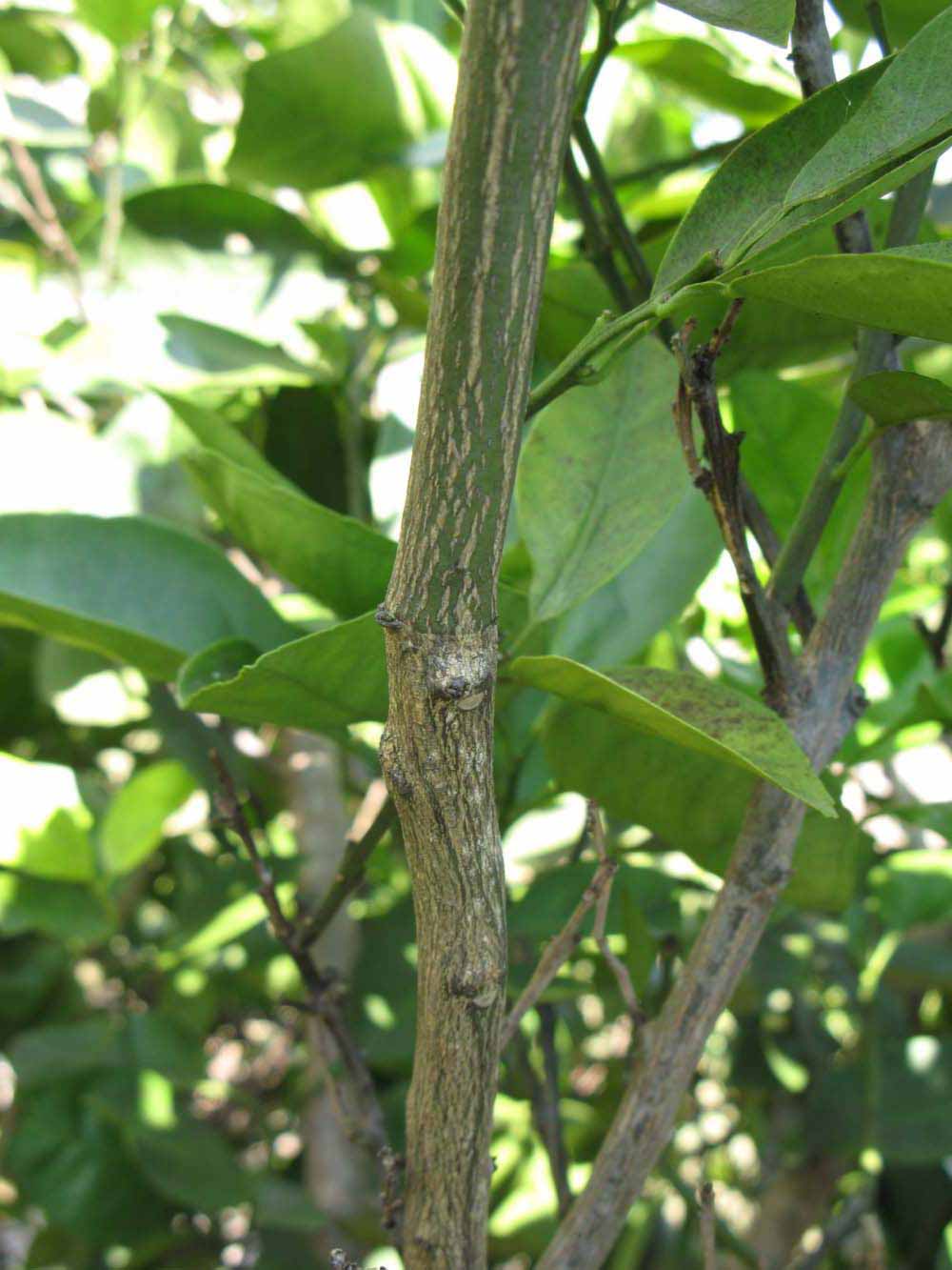              Second - third year twig (Winter Haven, FL)       